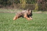 BRIARD 134